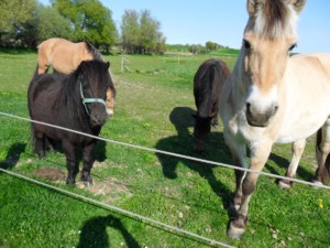 Die Pferde des Hausbesitzers Ristingegaard in Dänemark.