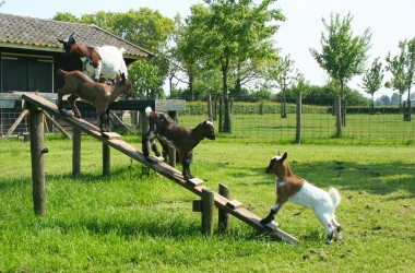 Tiere im barrierefreien Gruppenhaus für behinderte Menschen in den Niederlanden