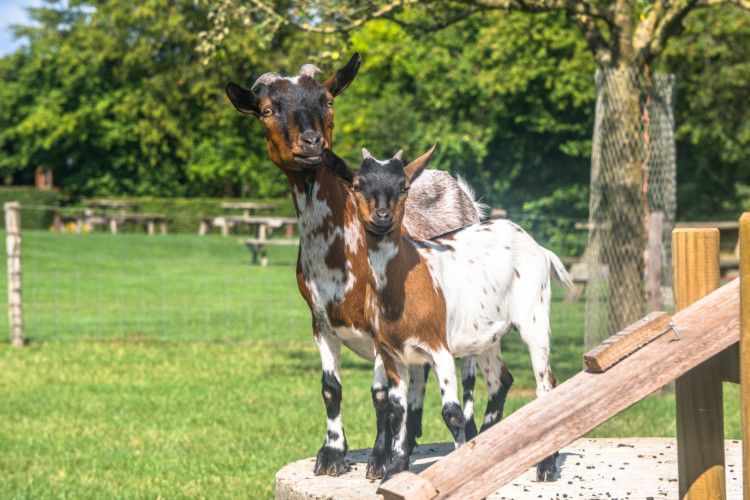 Tiere auf dem Bauernhof de Eek in den Niederlanden für behinderte Menschen