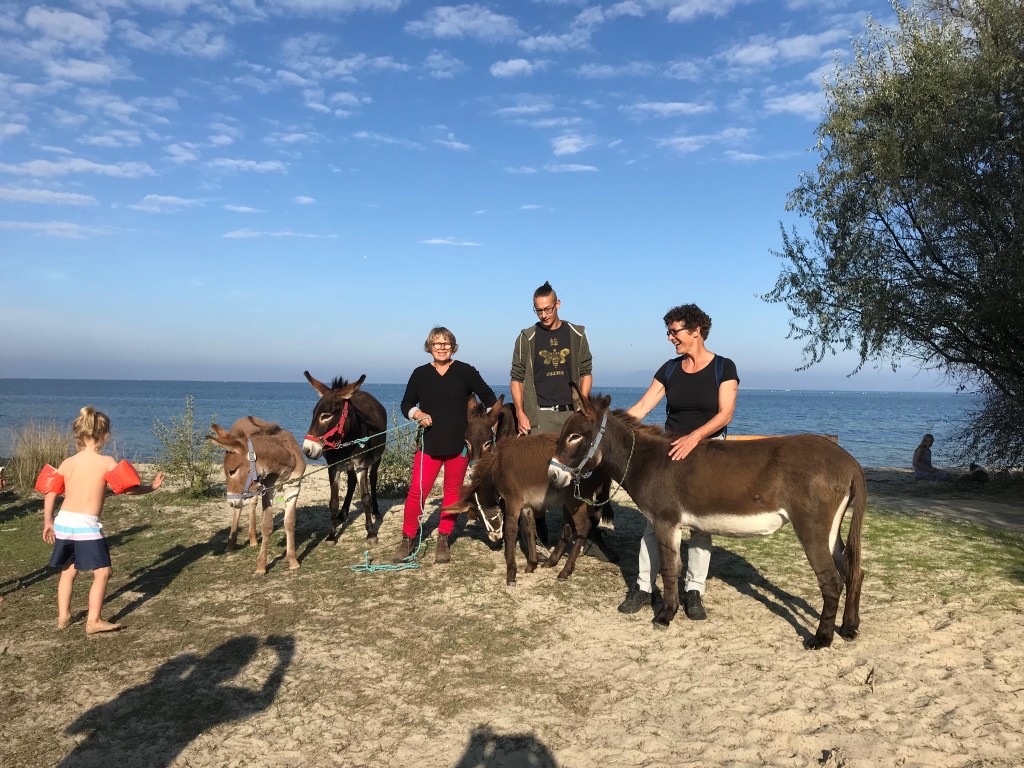 Die Eselfamilie im Strandcamp in Griechenland