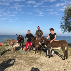 Die Eselfamilie im Strandcamp in Griechenland