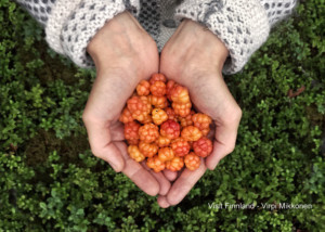 Multebeeren gibt's nur an wenigen Stellen. Wer diese Stellen kennt, verrät sie nur an Familie und wirklich gute Freunde!